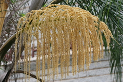 Syagrus romanzoffiana